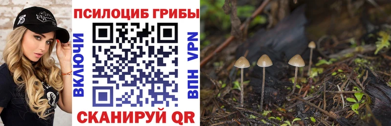 купить наркотики цена  Подольск  Псилоцибиновые грибы GOLDEN TEACHER 